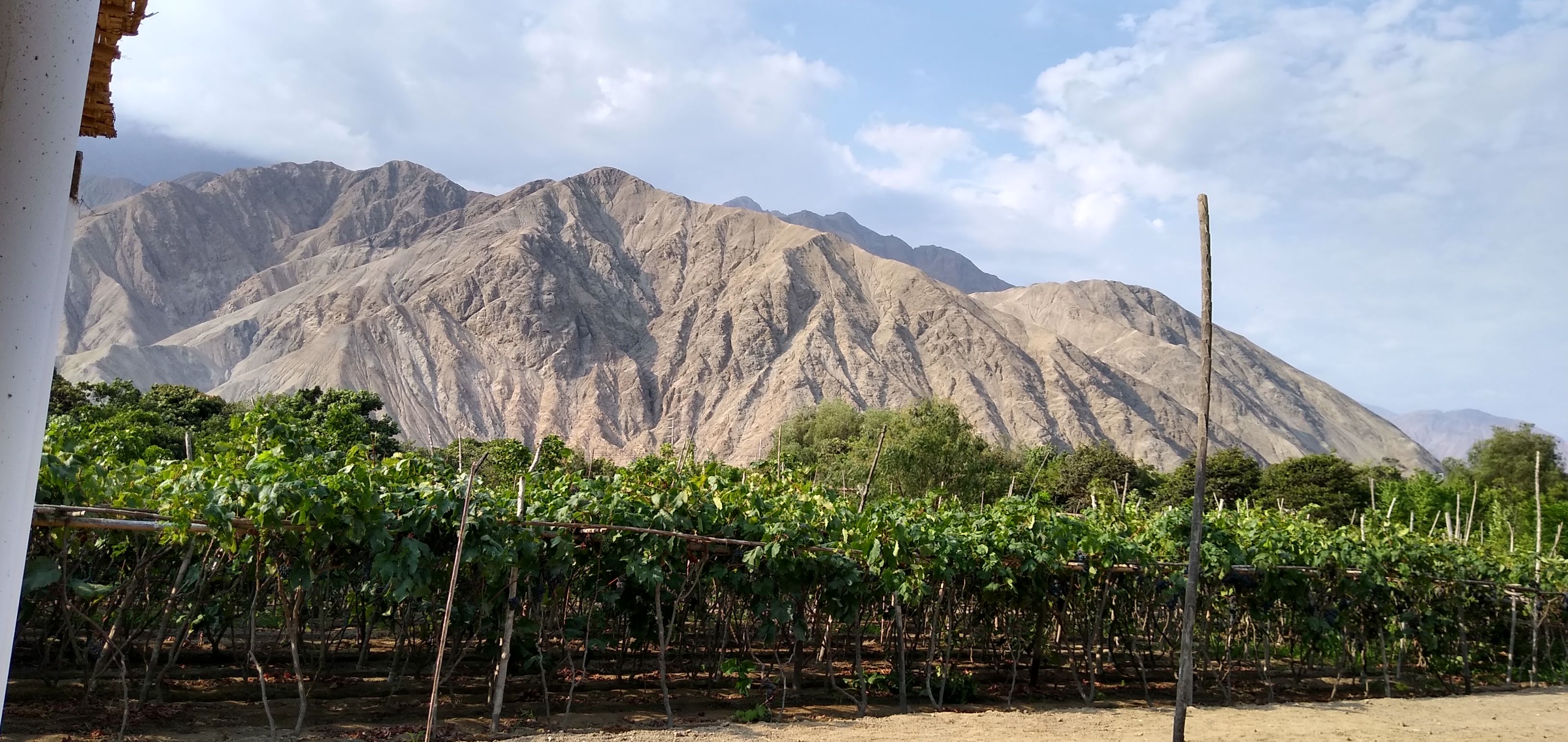Asociación de productores de Pisco y Vino de la Región Lima