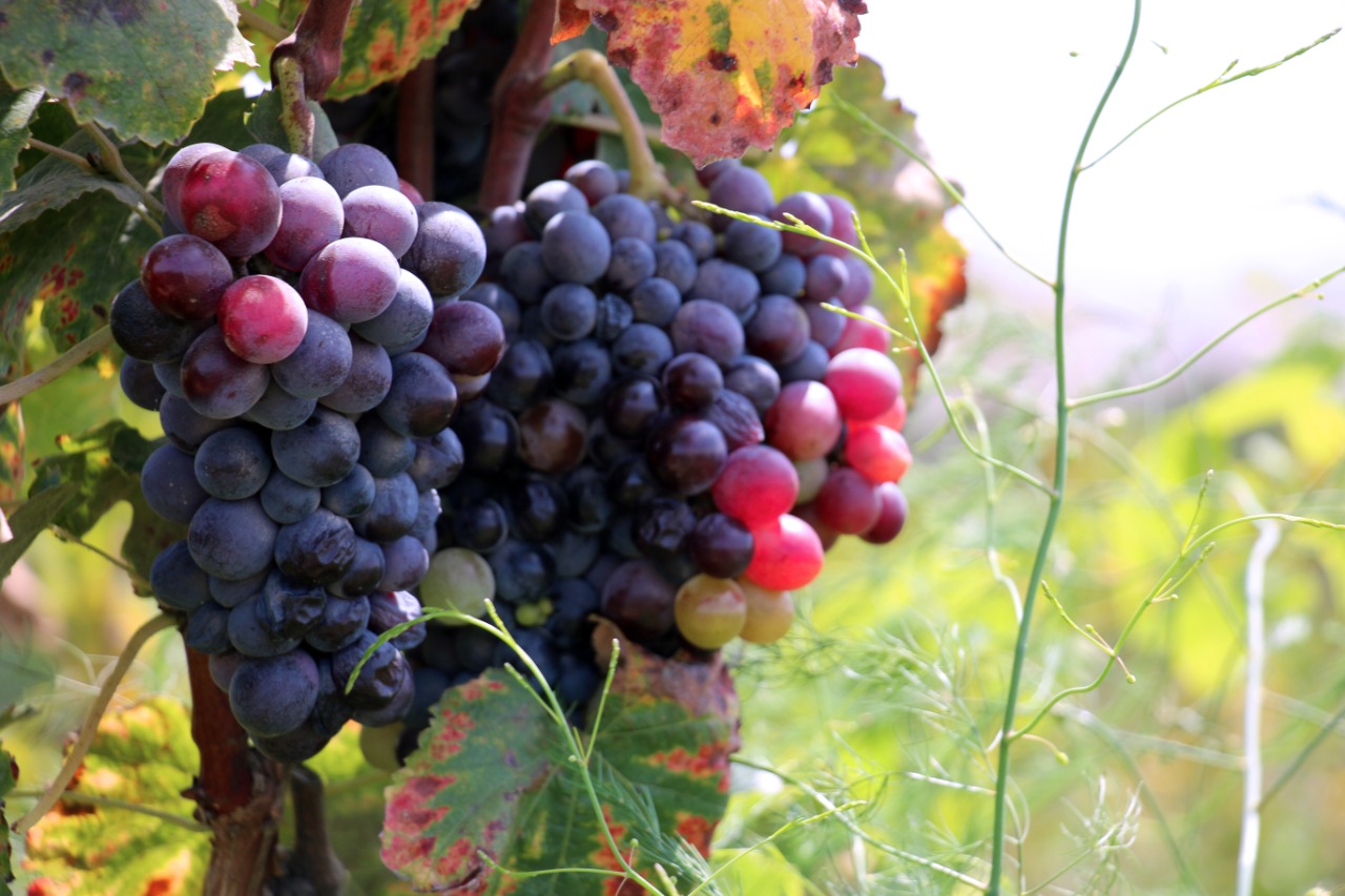 Asociación de productores de Pisco y Vino de la Región Lima