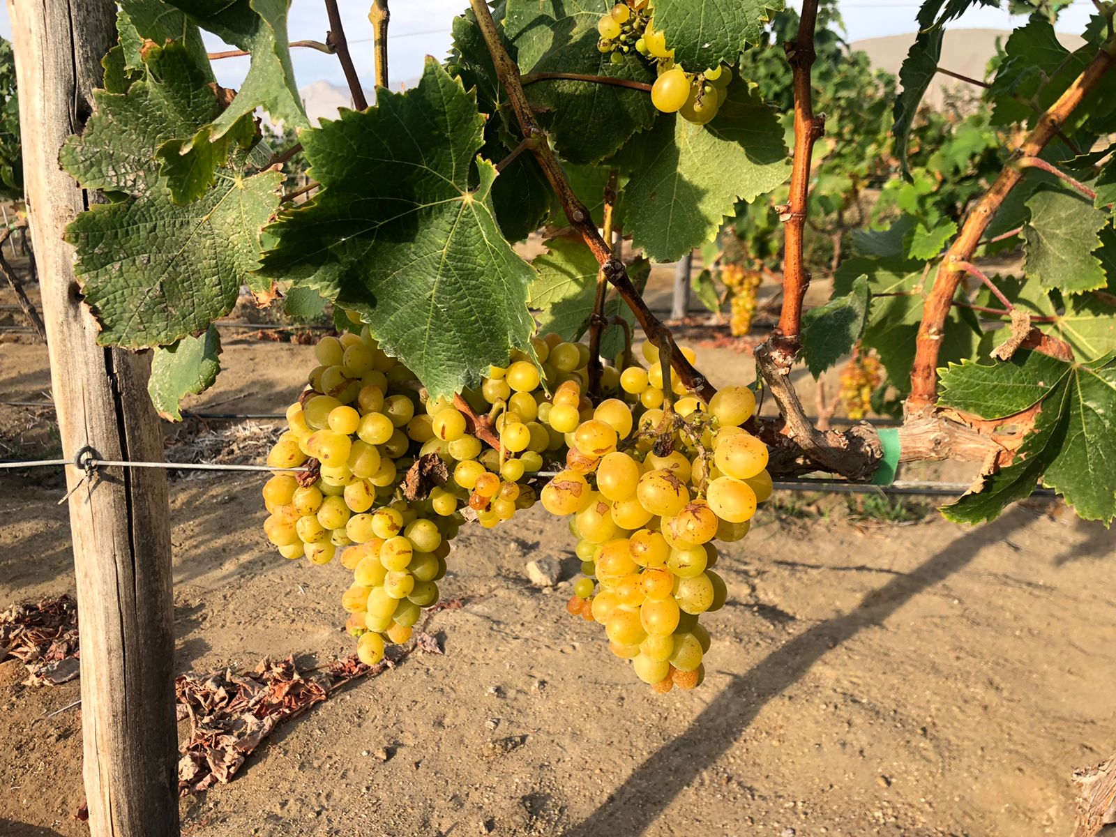 Asociación de productores de Pisco y Vino de la Región Lima