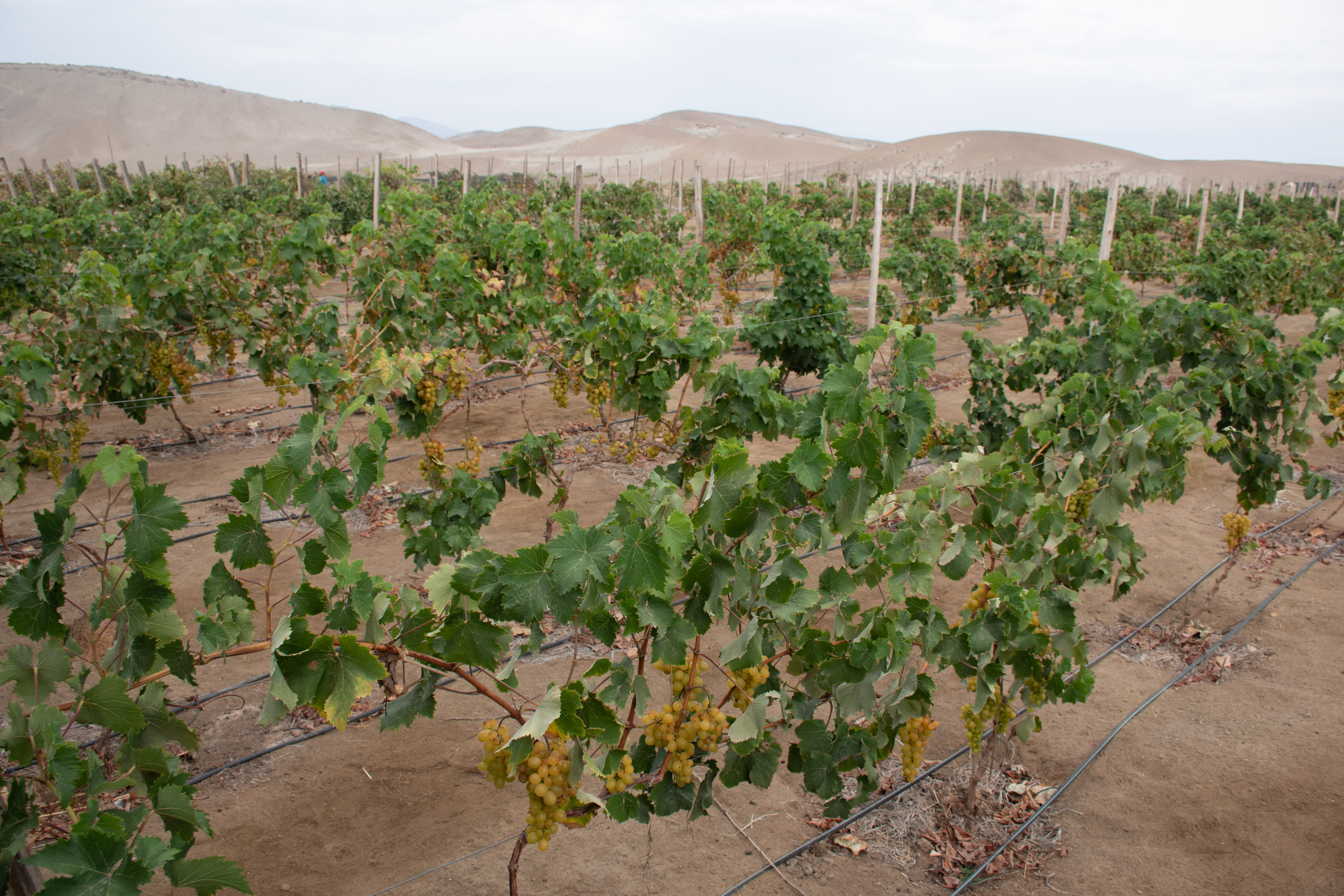 Asociación de productores de Pisco y Vino de la Región Lima